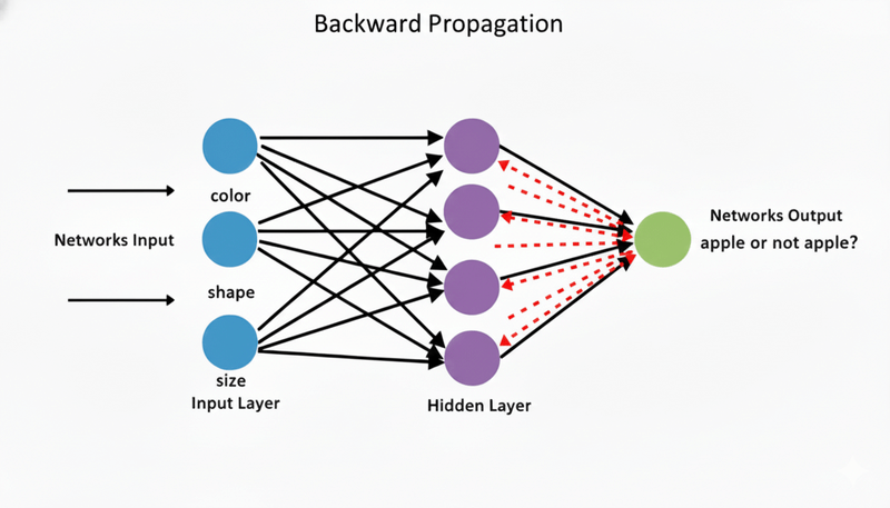 Neural network - backward propagation